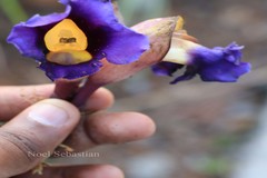 Aeginetia pedunculata